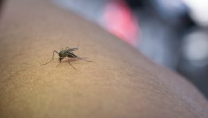 mosquitos